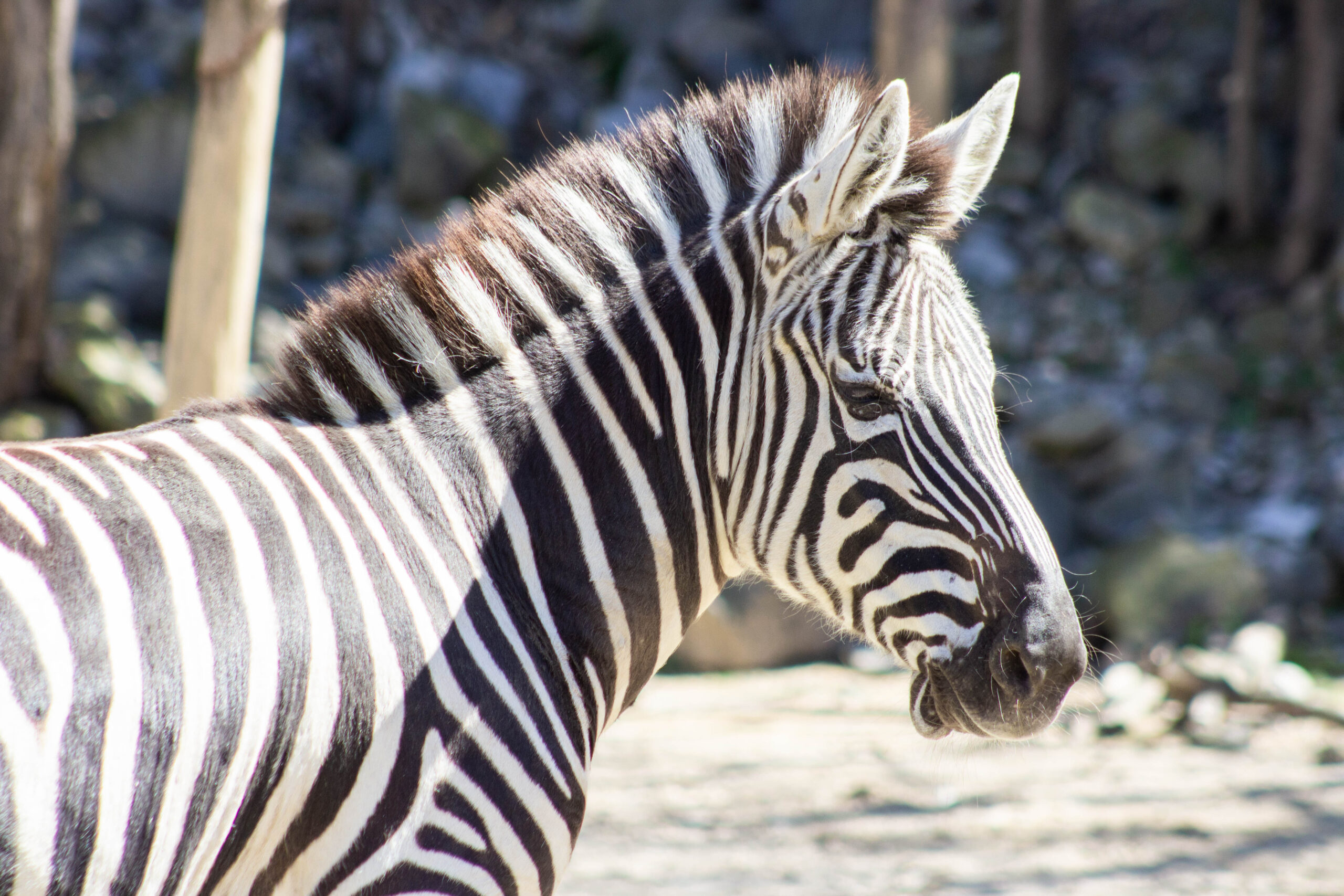 Zebra at Memphis Zoo