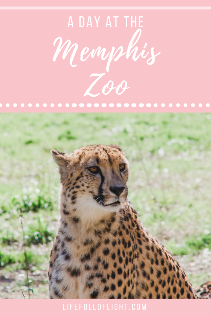 A Day at the Memphis Zoo