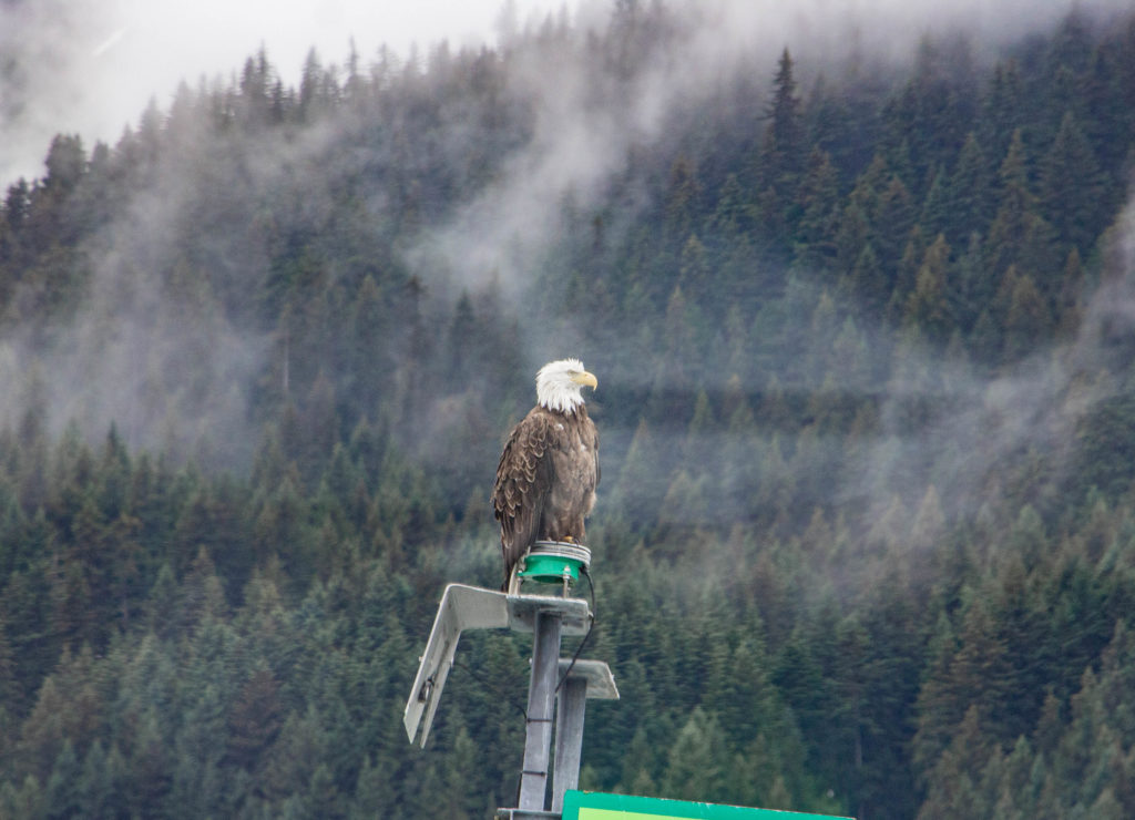 perched Bald eagle on foggy day with trees in alaska