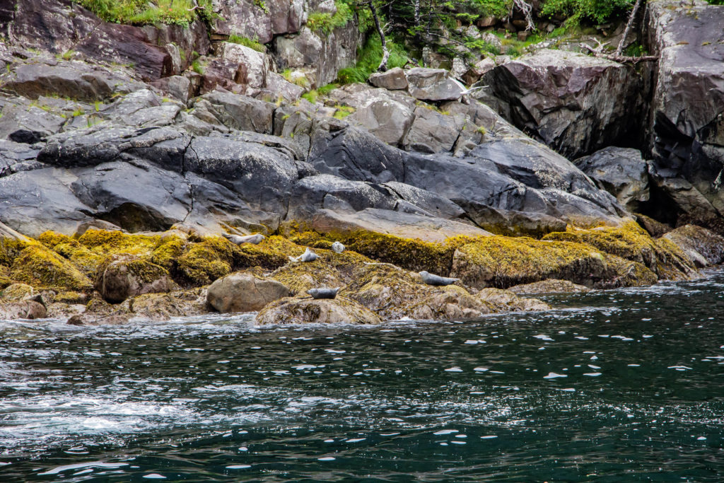 Harbor seals on yellow mossy rocks on shore in alaska