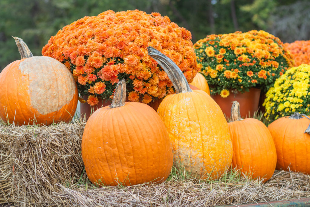 orange pumpkins and mums on hay bales for fall decor at the outpost pickwick savannah tennessee