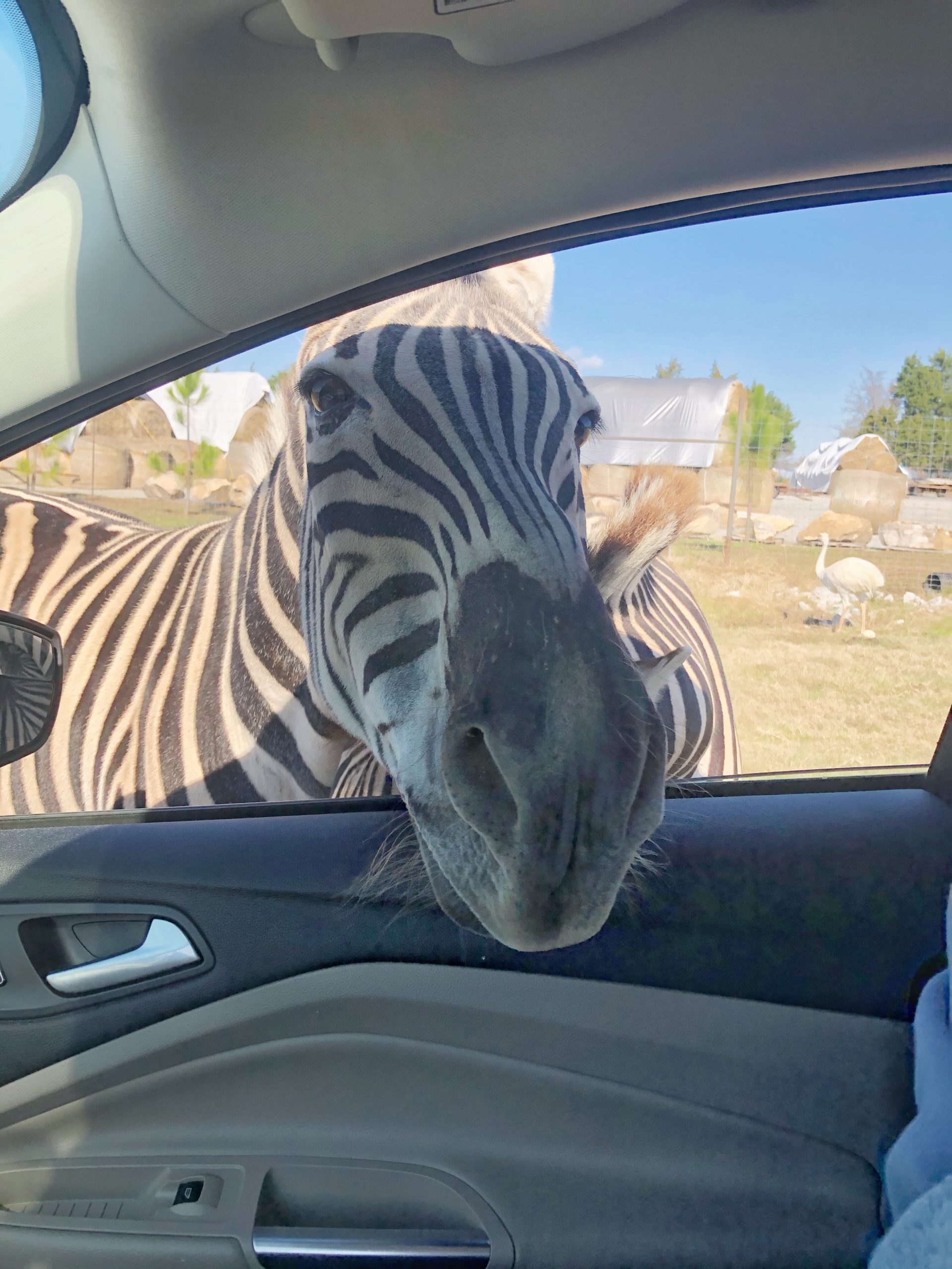 zebra sticking his head in the car window at drive thru zoo in tennessee safari park alamo